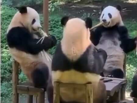 Alerta de fofura! Ursos Panda comem na mesa e viralizam na web. Foto: Reprodução
